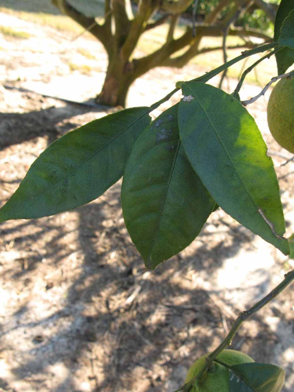            Shade leaves (Winter Haven, FL)   